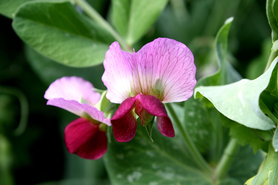 Agriculture crops flowering