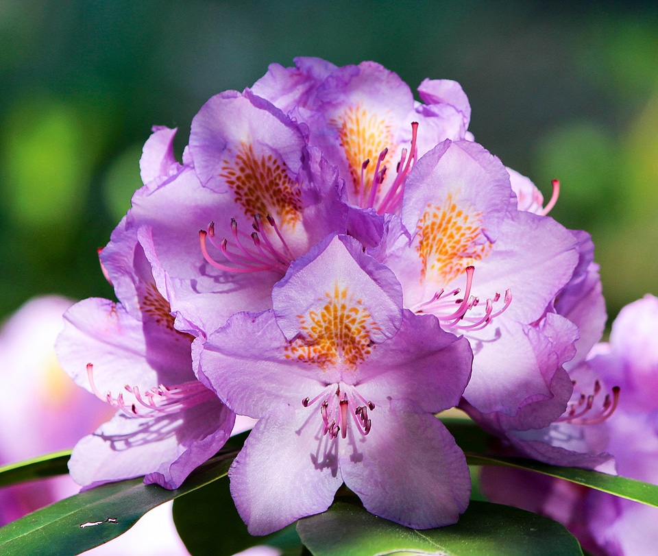 Plant natural blossom