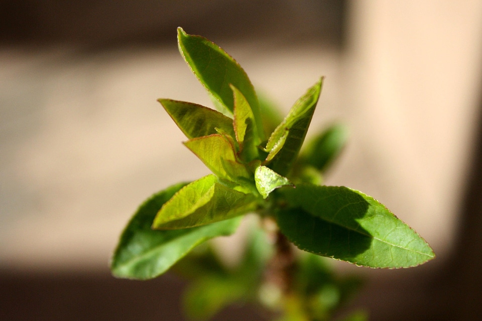 Green Leaves leaves nature