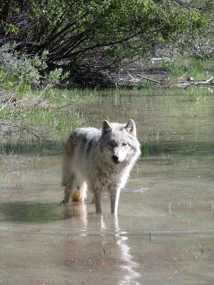 Predator nature canis lupis