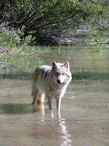Predator nature canis lupis
