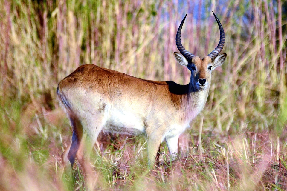 Animal beautiful photo Capreolus capreolus