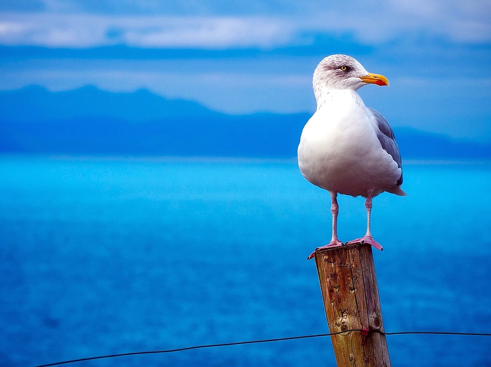Animal aquatic bird bird