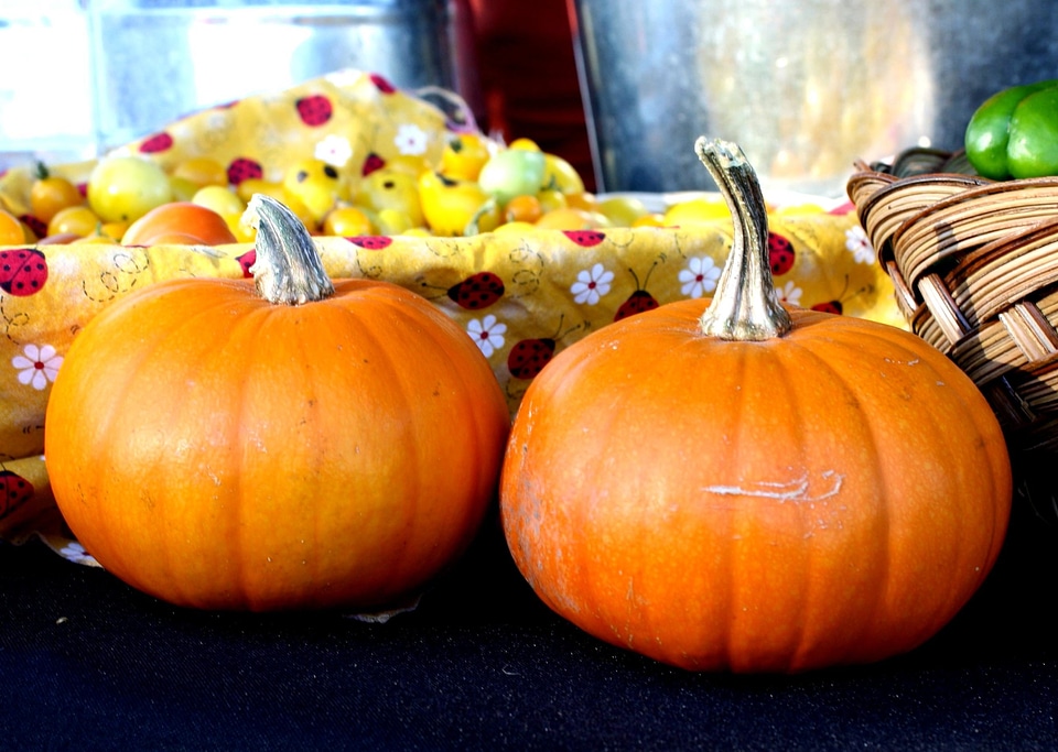 Autumn autumn season pumpkin