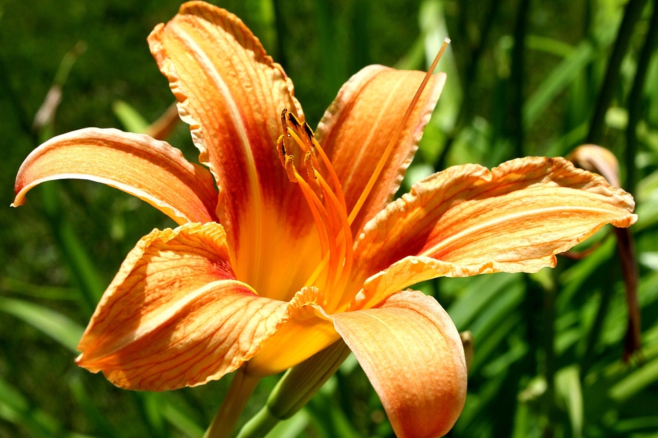 Beautiful Image beautiful photo bloom