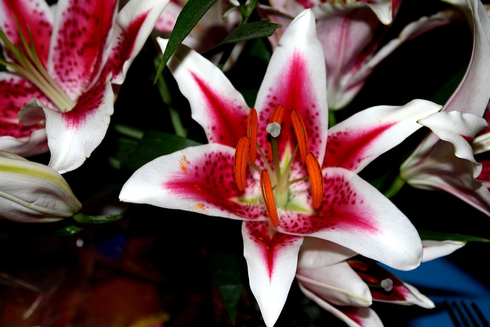 Beautiful Image beautiful photo flora