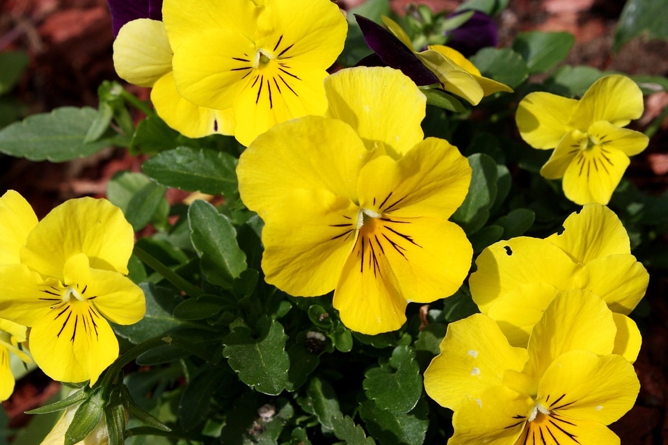 Flower Garden flowering flowers