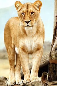 Africa animal female mammal photo