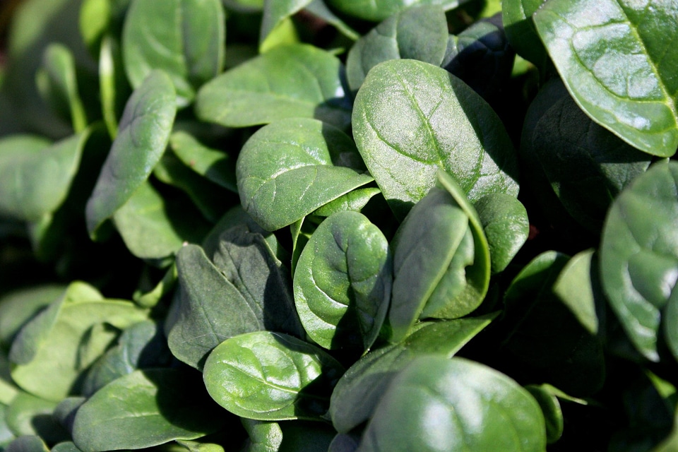 Agriculture crops dark green
