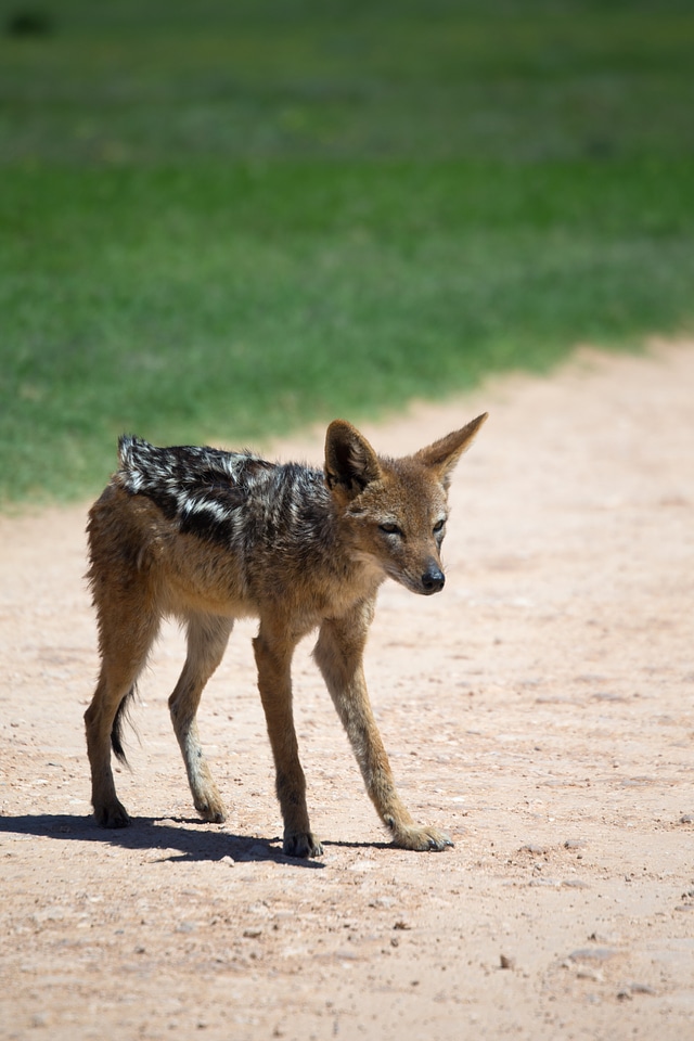 Canine predator standing