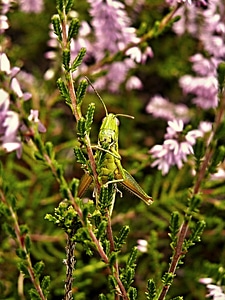 Grasshopper green insect photo