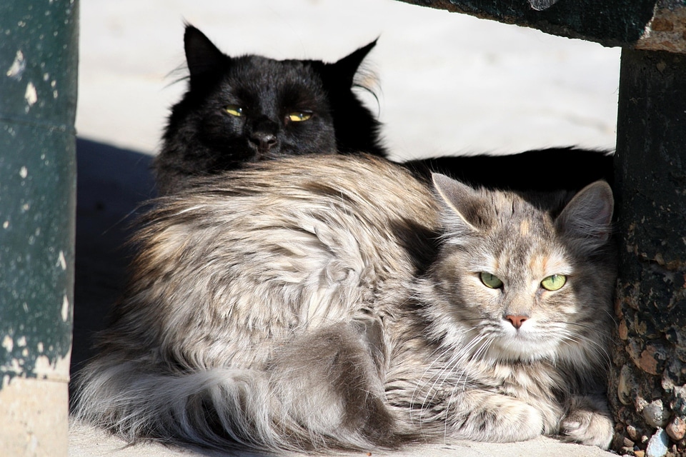Animals cat domestic cat