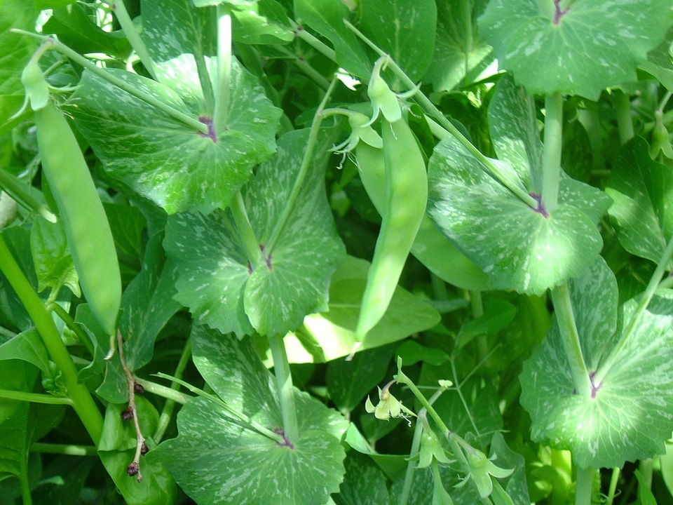 Dark Green green leaves greenery