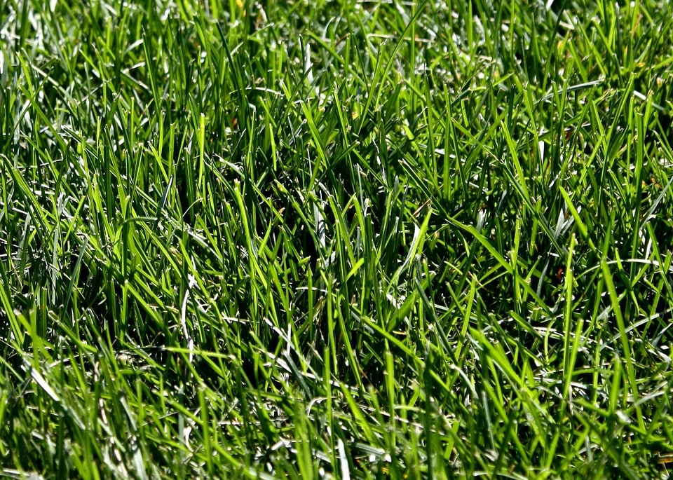 Grass Plants green grass pattern