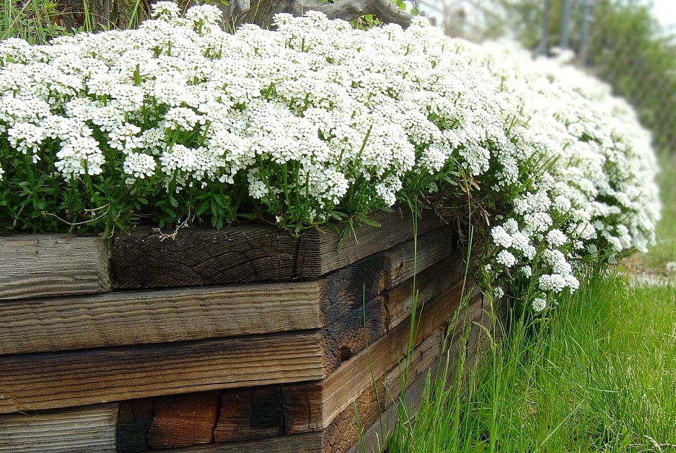Bloom blooming flora