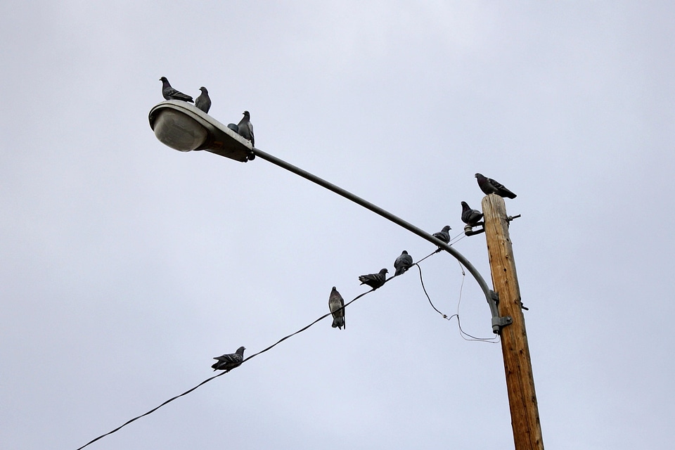 Bird electricity lamp