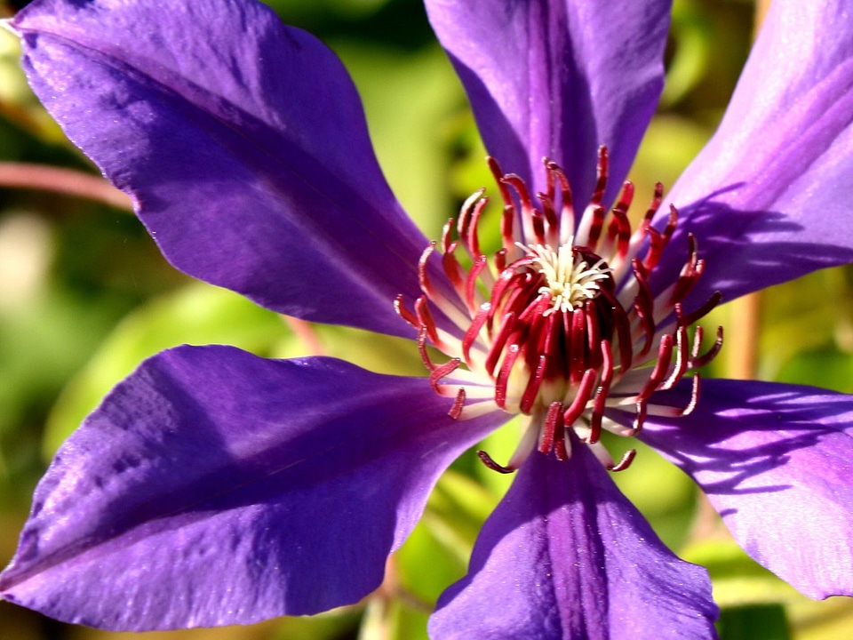 Beautiful Photo flora flower