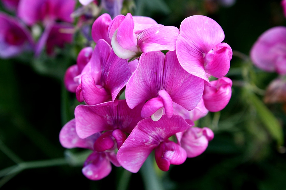 Beautiful Image beautiful photo flora