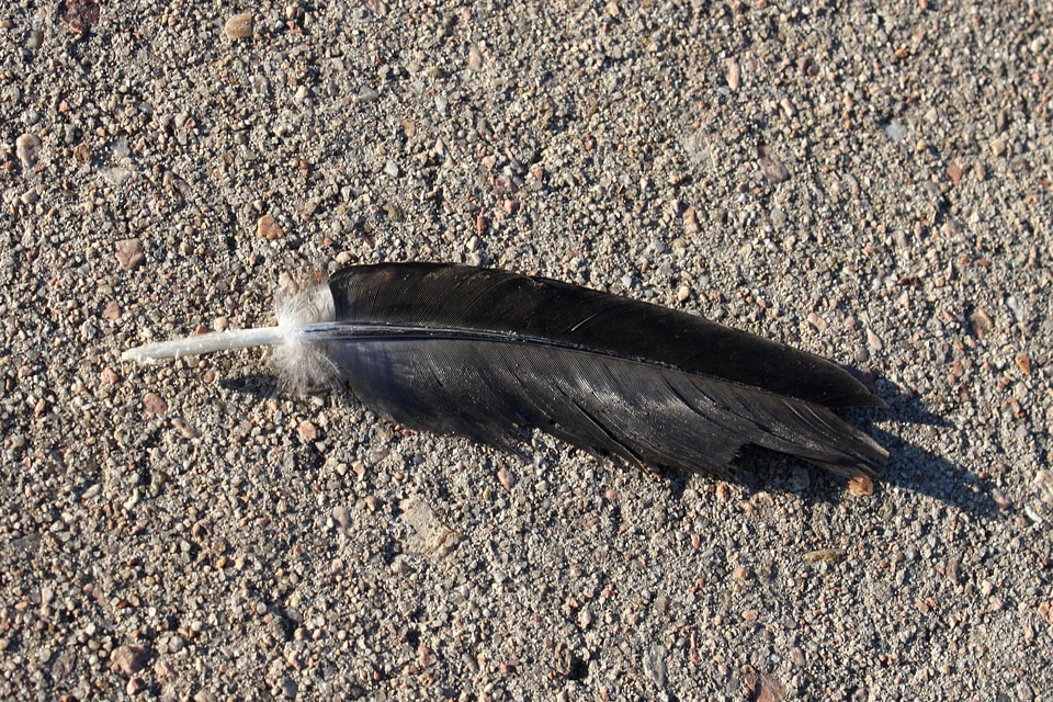 Concrete feather pattern