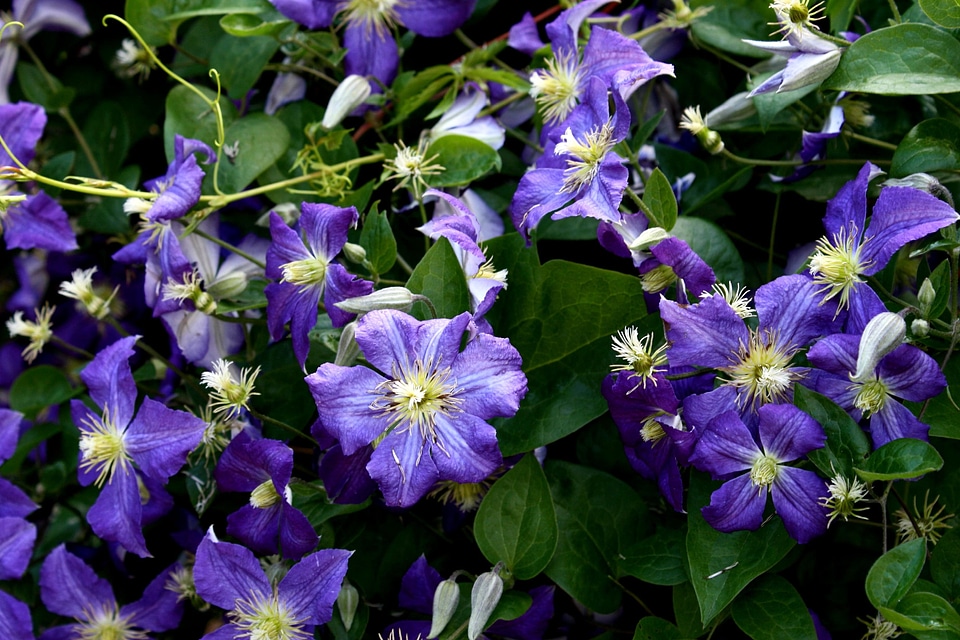 Flora flower flower garden