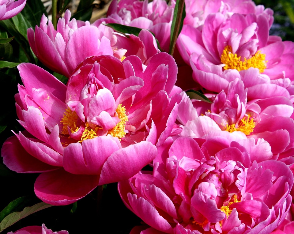Beautiful Photo flora flower