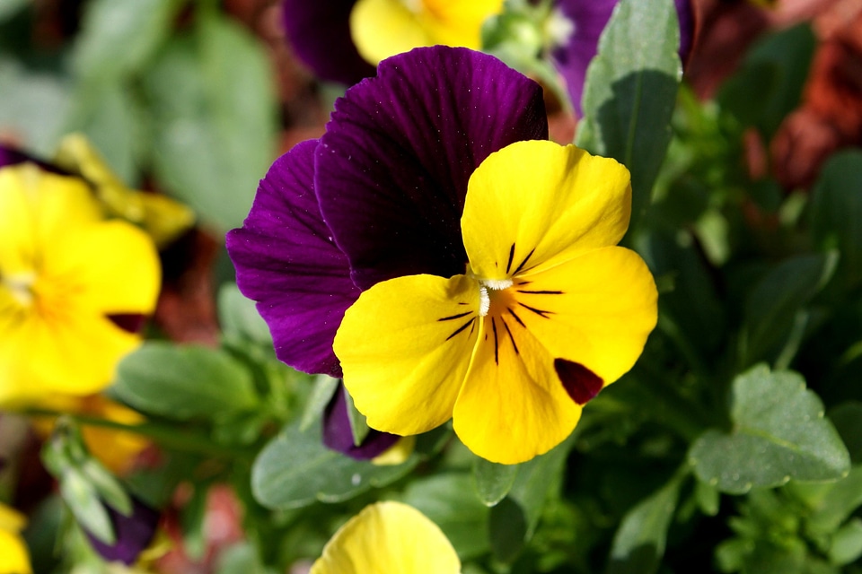 Colorful flora flower