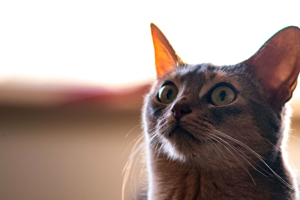 Animal cat domestic cat