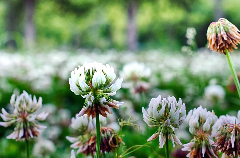 Blooming flower garden flowers