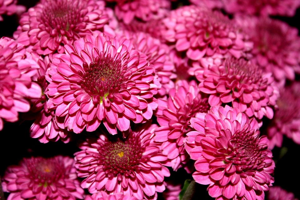 Beautiful Photo flora flower