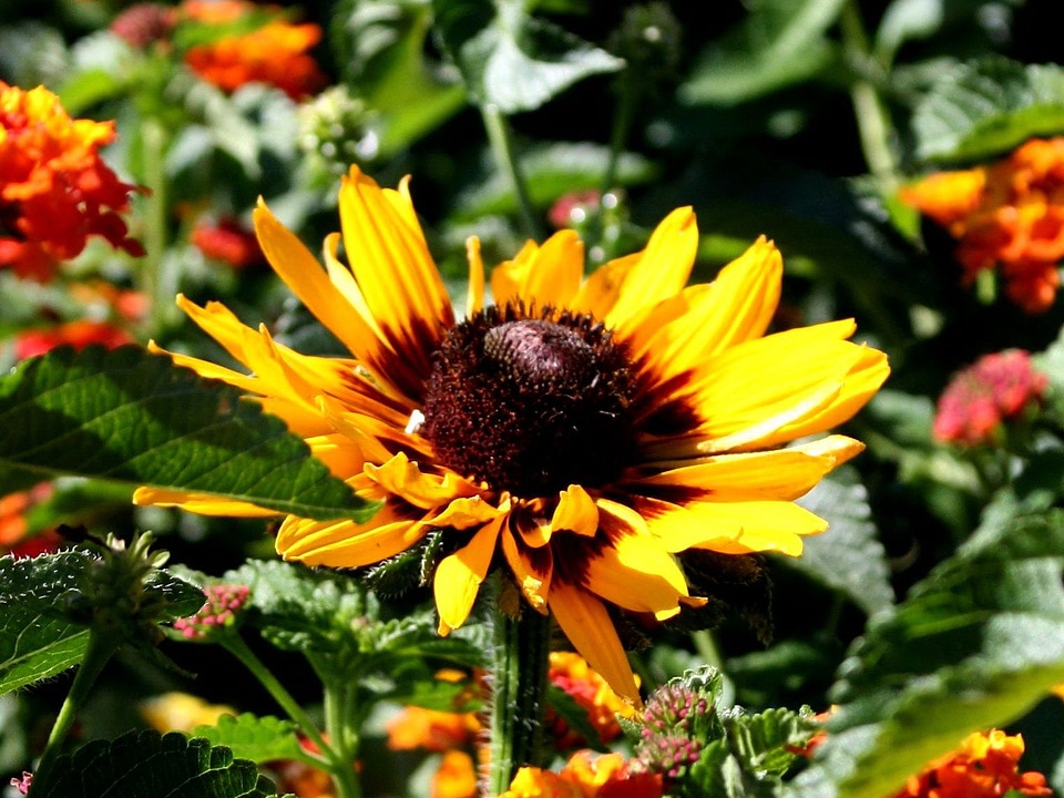 Flower flower garden flowers