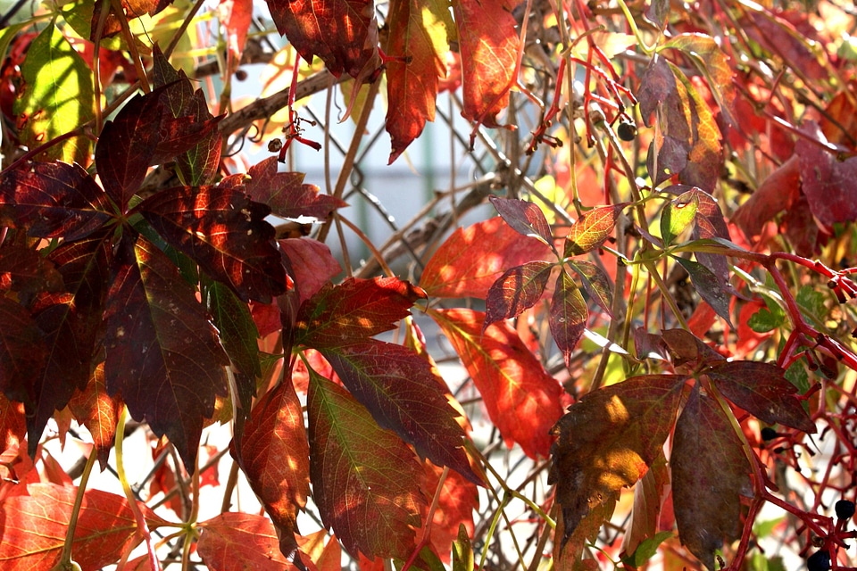 Autumn autumn season grapevine