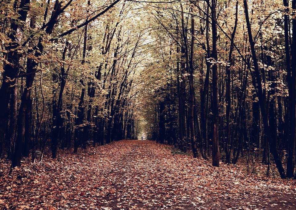 Autumn autumn season forest