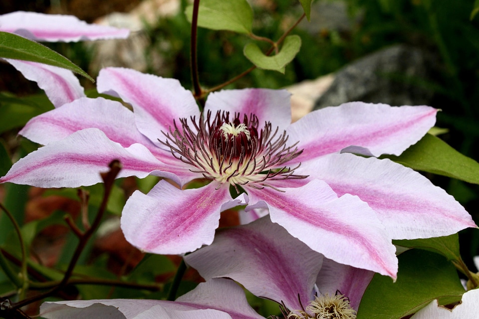 Beautiful Photo flora flower