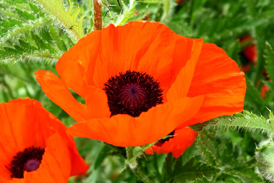 Beautiful Photo flora flower