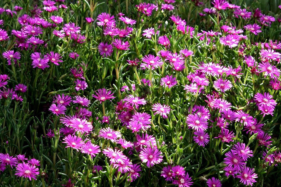 Flora flower flower garden