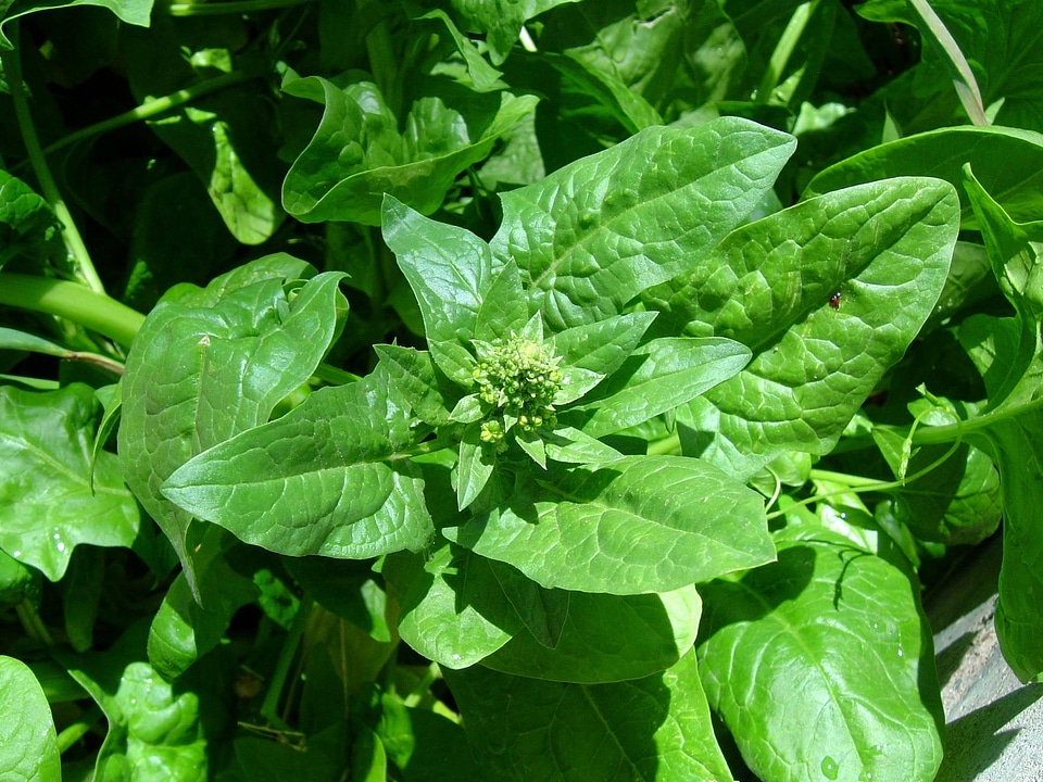 Agriculture crops dark green