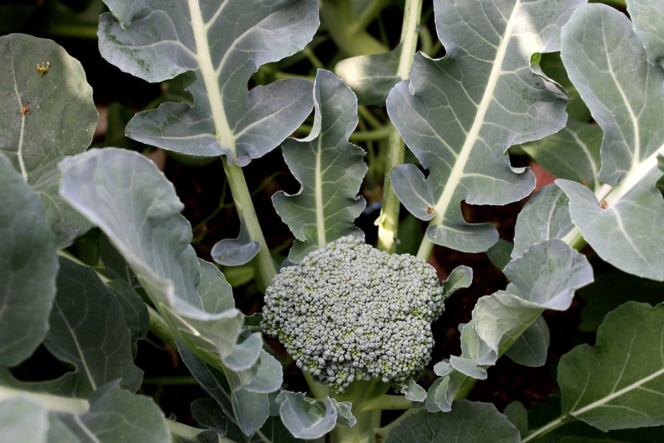 Agriculture broccoli crops