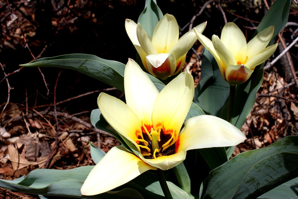 Bloom blooming flower garden