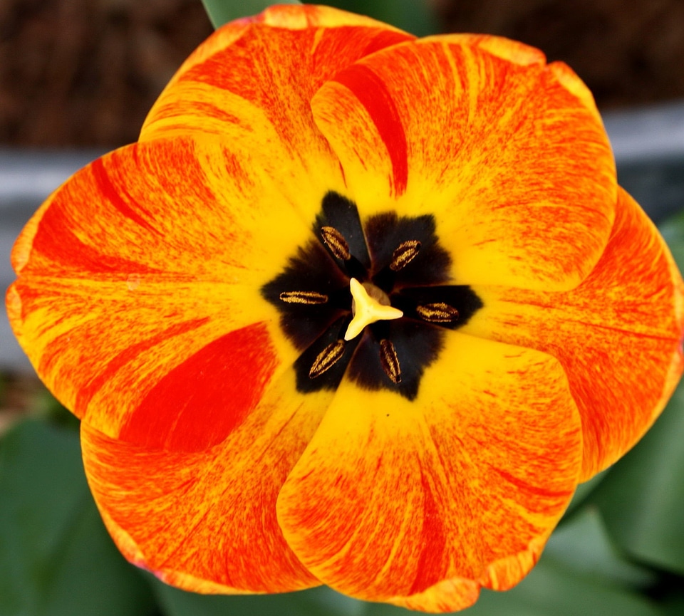 Colorful flora flowering