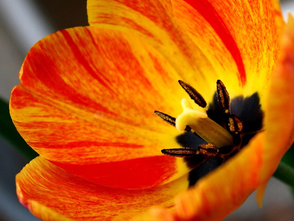 Beautiful Image beautiful photo bloom