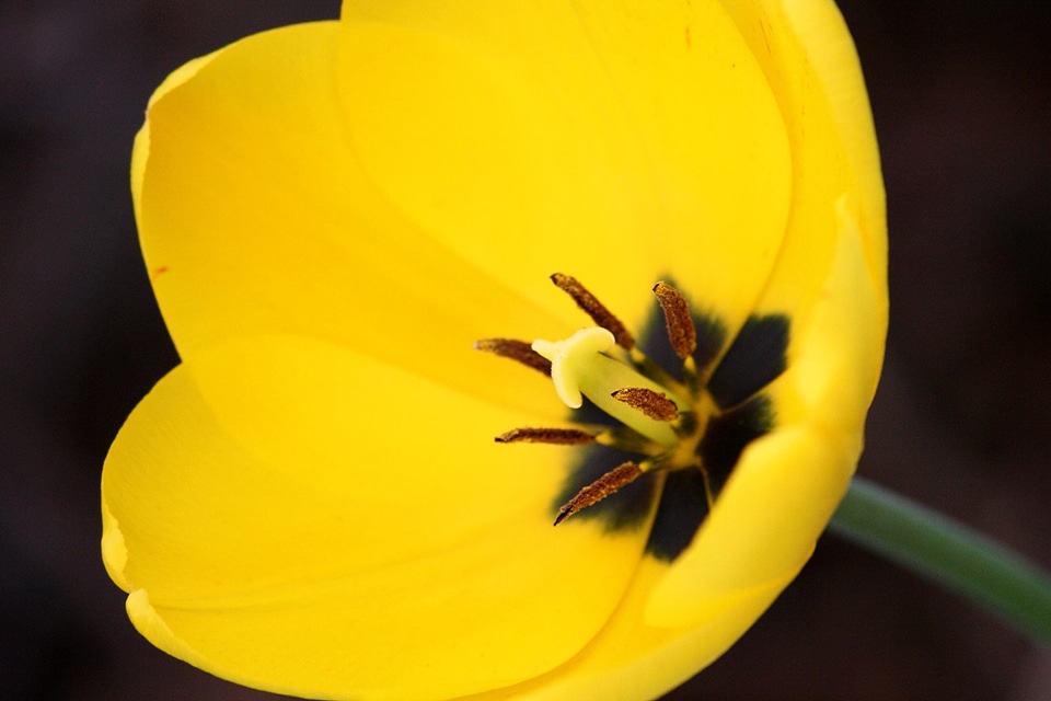 Beautiful Image beautiful photo bloom