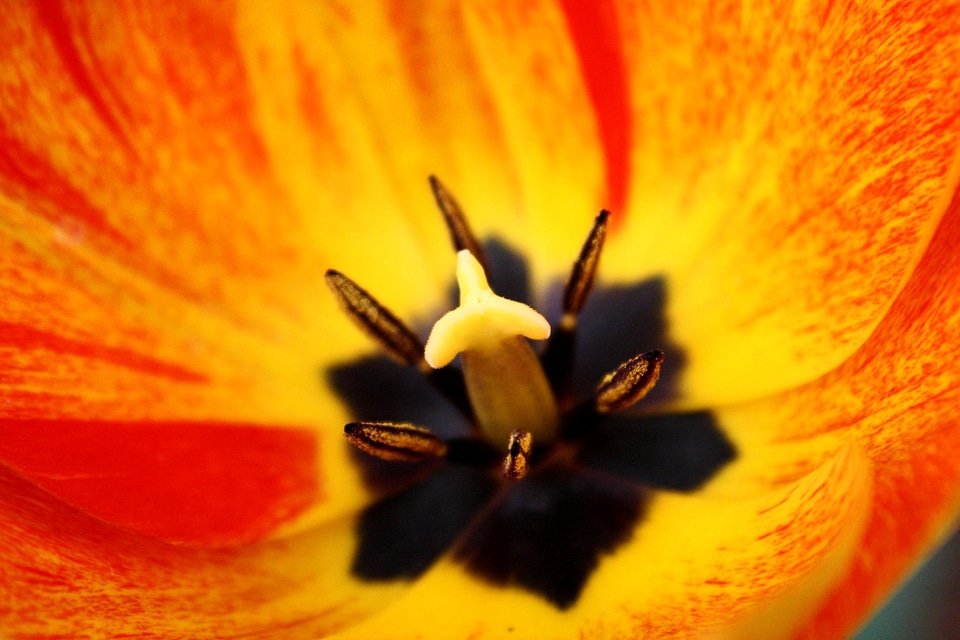 Beautiful Image beautiful photo bloom