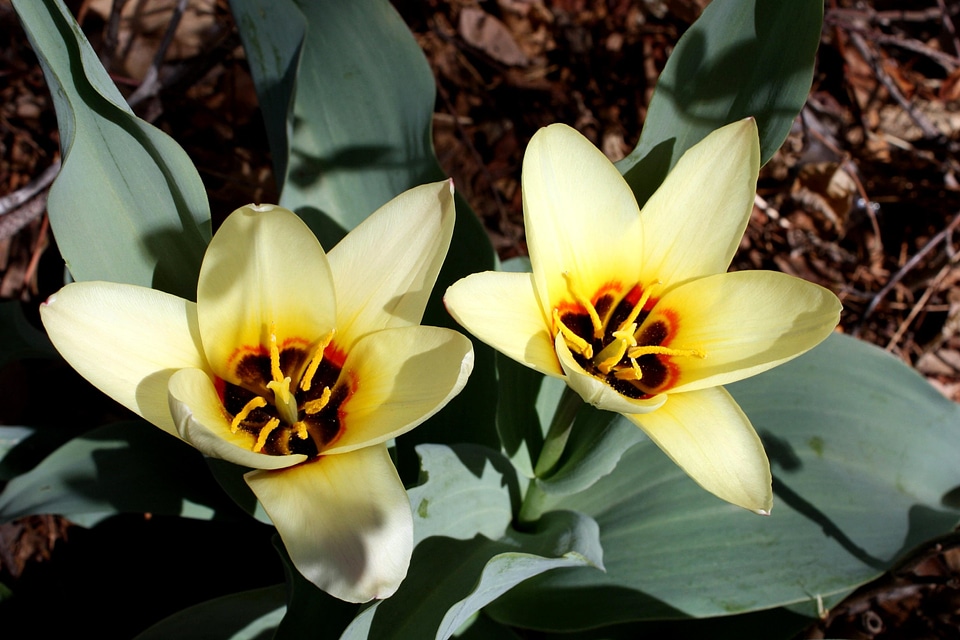 Beautiful Photo flower garden flowers