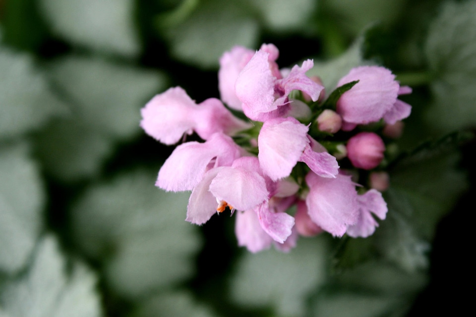 Bloom flowers pinkish