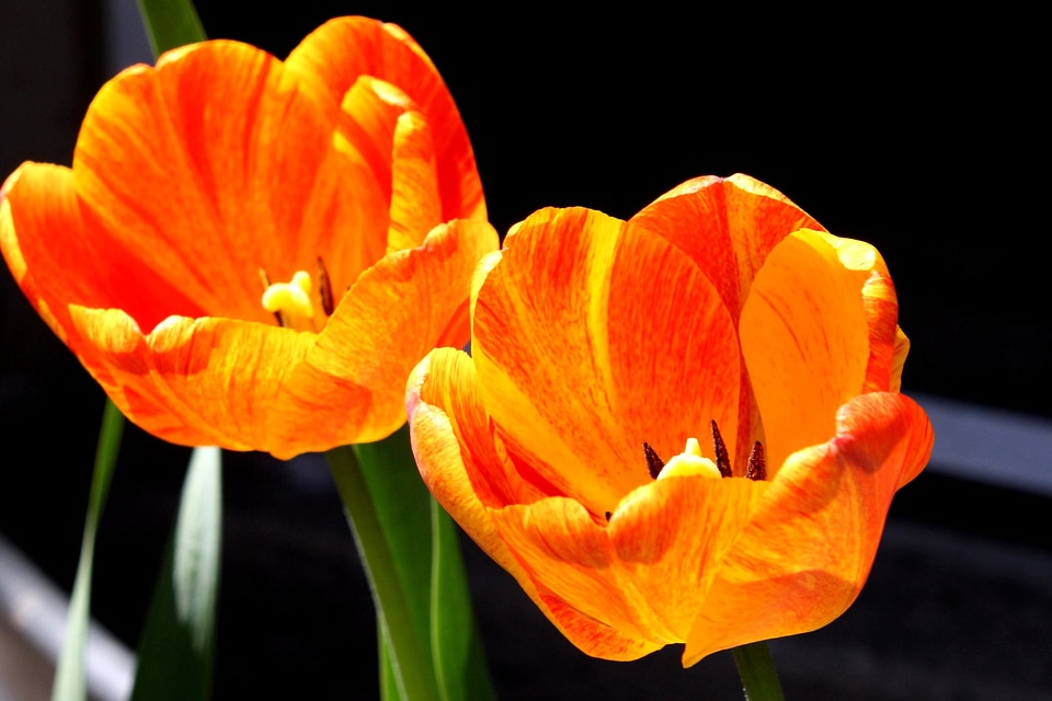 Beautiful Photo petal petals