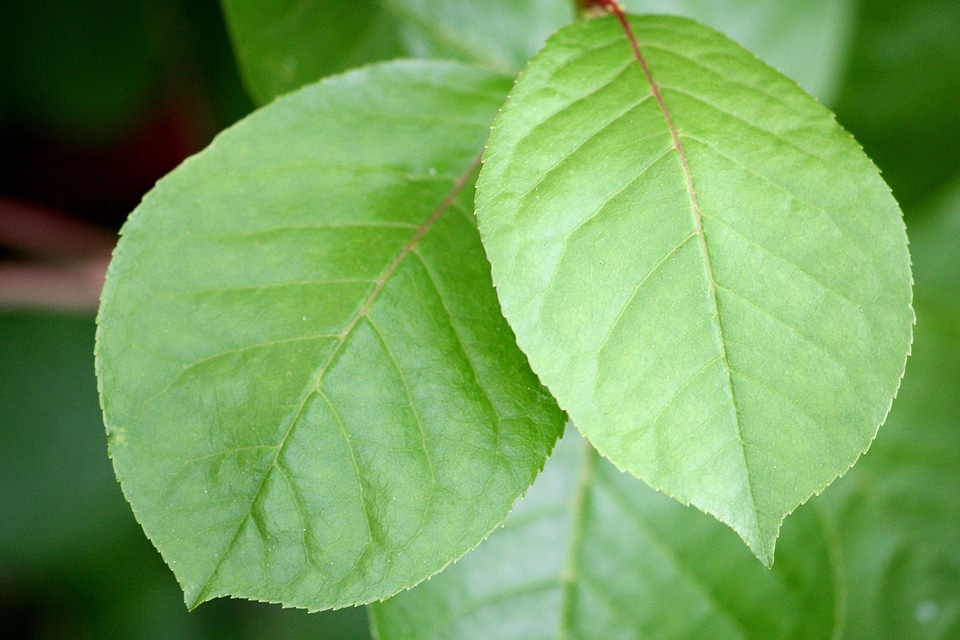 Dark Green green leaves leaf
