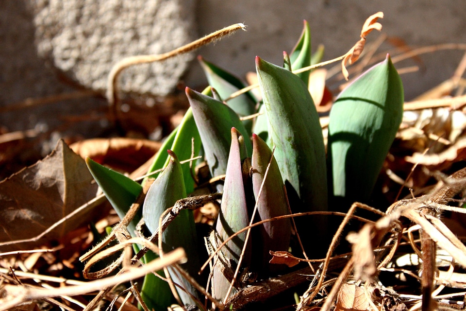 Green Leaves spring spring time