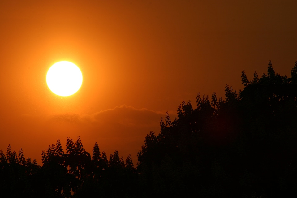 Sunset chestnut autumn