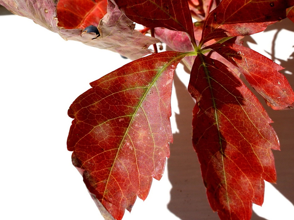 Creeper leaves red