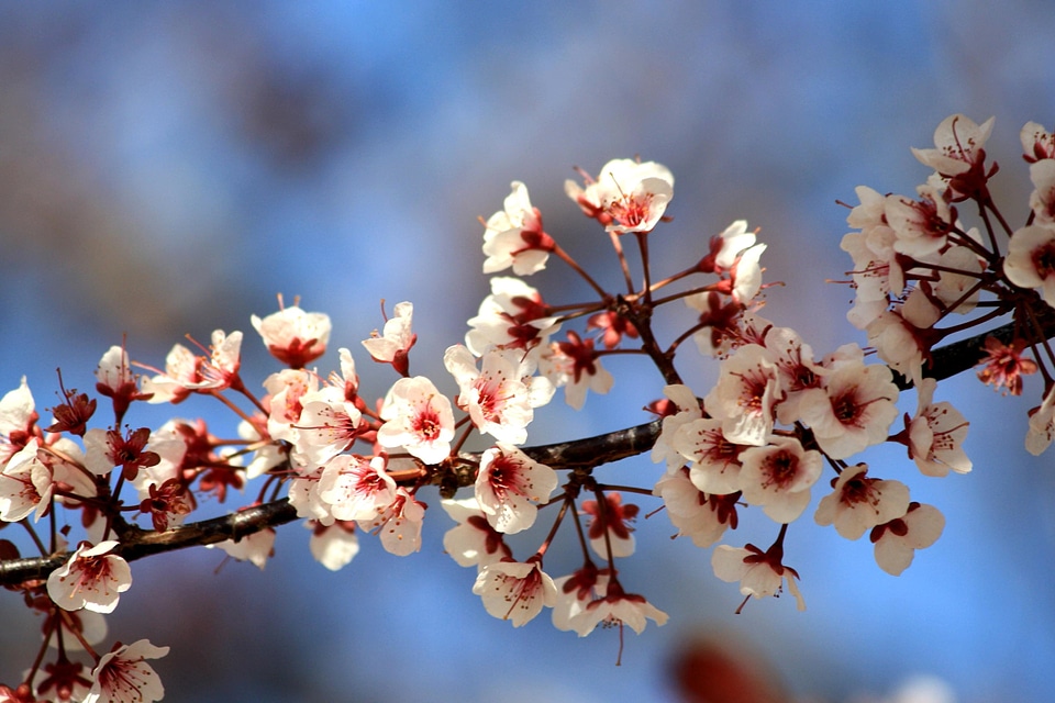 Branch branches flowers